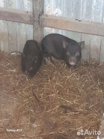 Вьетнамские свиньи