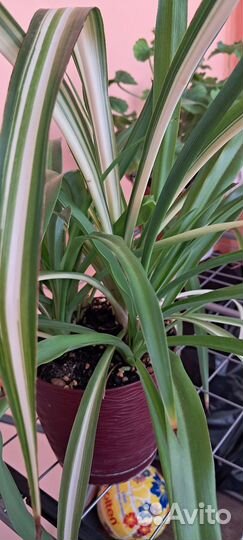 Хлорофитум