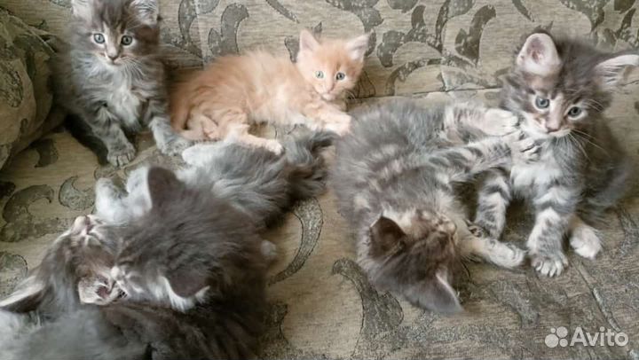 Продам котят мейнкун
