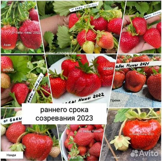 Саженцы лучших сортов клубники рассада