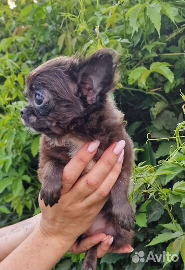 Чихуахуа супер мини