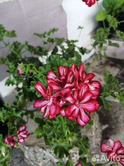 Комнатные растения разные