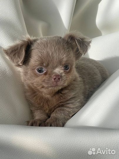 Чихуахуа мини