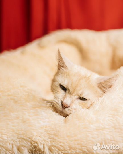 Котик Лучик