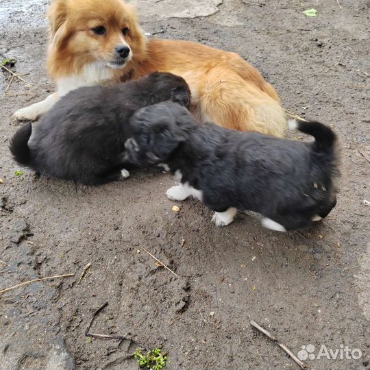 Щенок в добрые руки