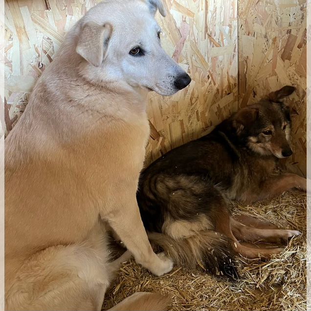 Взрослый пёс в добрые руки