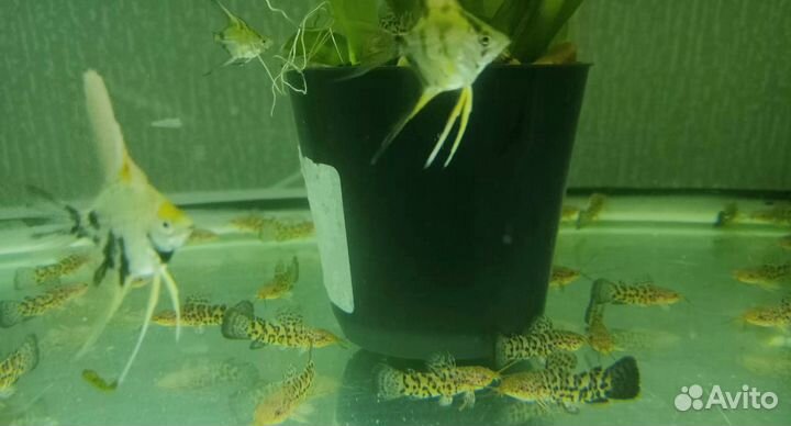 Аквариумные рыбки