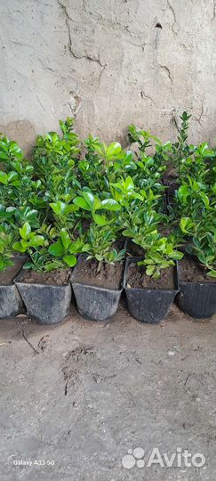 Саженцы Бересклета