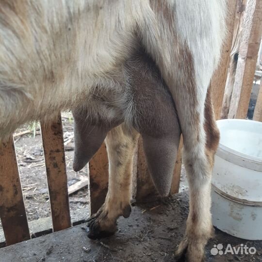 Продам дойную козу