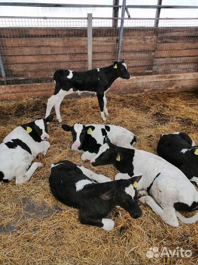 Бычки на откорм, 1-3мес