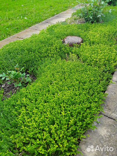 Очиток едкий(почвокровное)