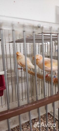 Кенара и канарейки