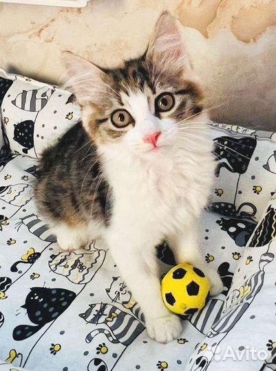 Кошечка Саманта в поисках своих мам и пап