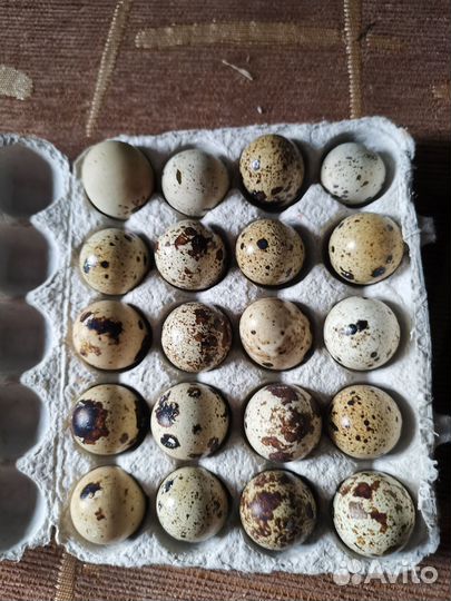 Яйца перепелиные
