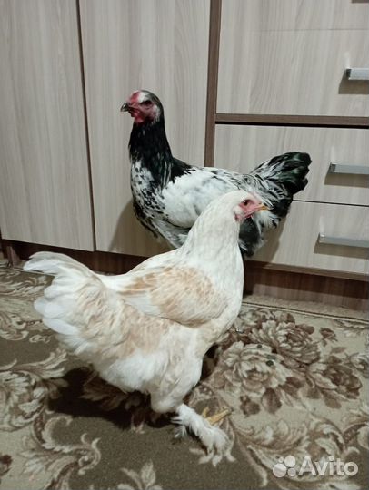 Куры и петухи брама
