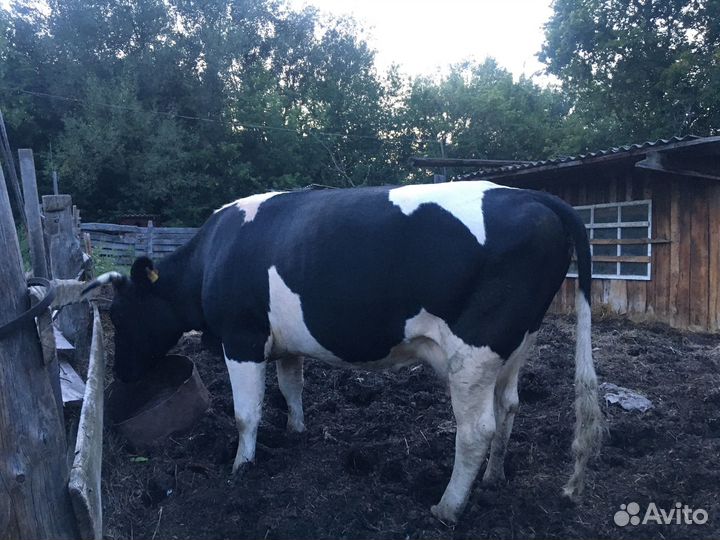 Продам корову и телку