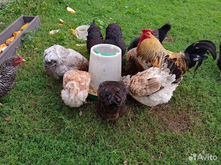 Куры несушки