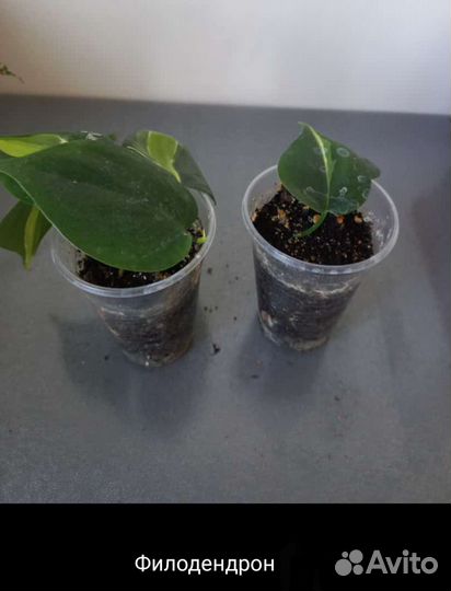Сингониум Эпипремнум Сциндапсус Нефролепсис