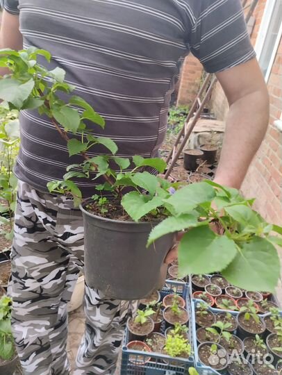 Гортензия черешковая