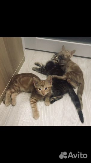 Котята в добрые руки