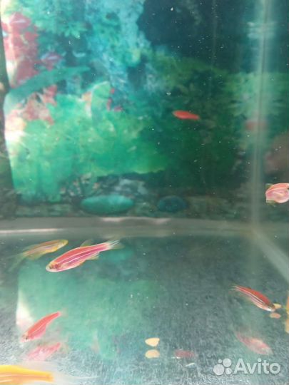 Аквариумные рыбки и растения