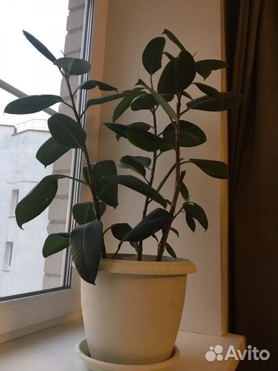Фикус