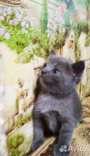 Котята шотландские
