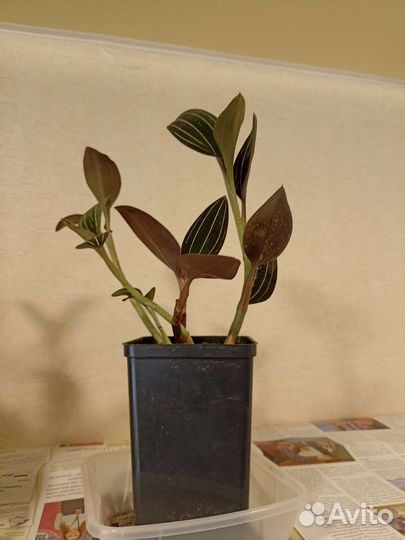 Домашние цветы