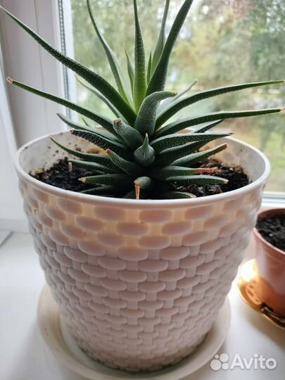 Хавортия полосатая