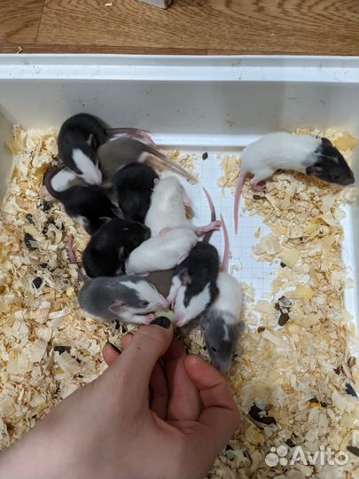 Крыса дамбо