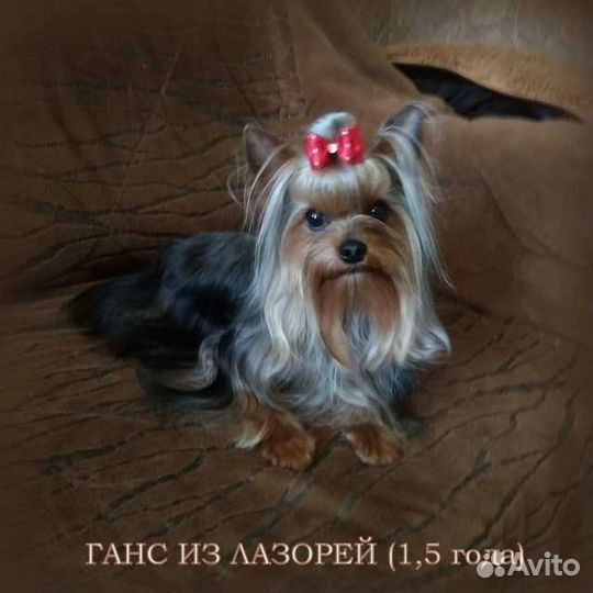 Кобели йоркширского терьера