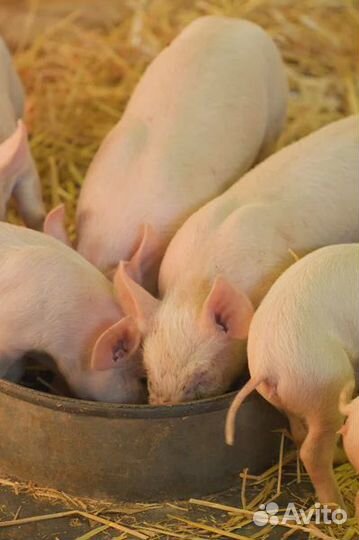 Поросята