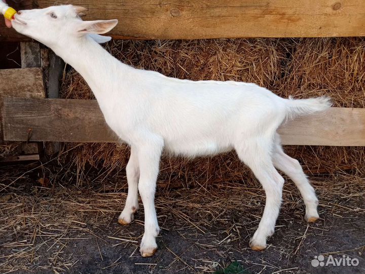 Козье молоко