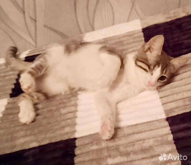 Красавица-пираточка