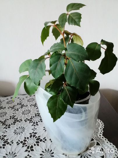 Комнатные цветы березка