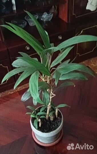 Кордилина всегда на страже домашнего благополучия