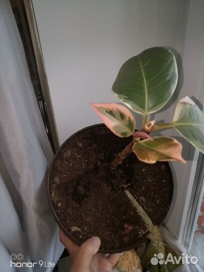 Фикус эластика тинеке,давно Укоренен,вариегатный