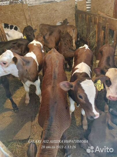 Быки и Телки