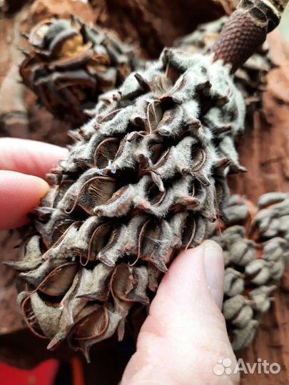 Шишка магнолии