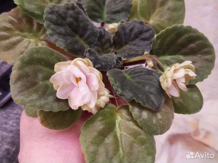 Стартеры фиалок ле Озеро Лотосов и др