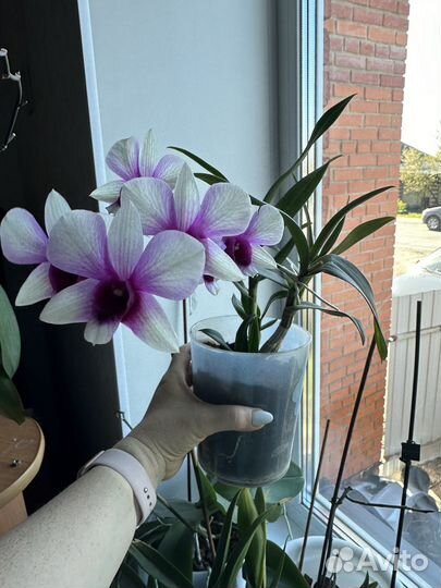 Орхидея дендробиум нобиле