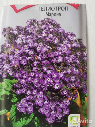Гелиотроп Марина