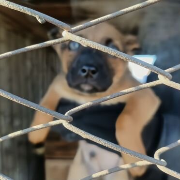 Щенок в добрые руки