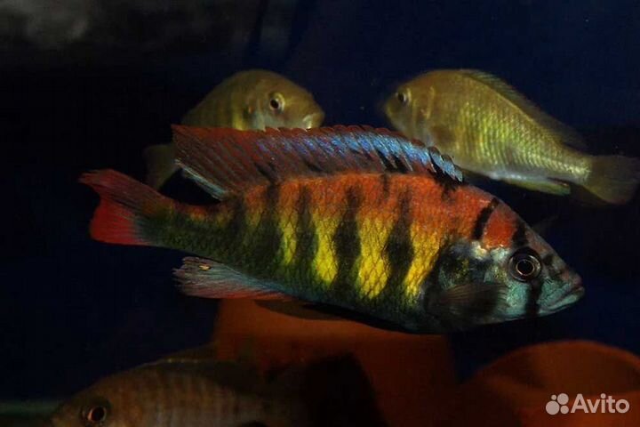 Африканские и американские цихлиды в ассортименте