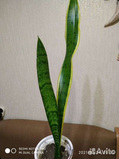 Сансивиерия