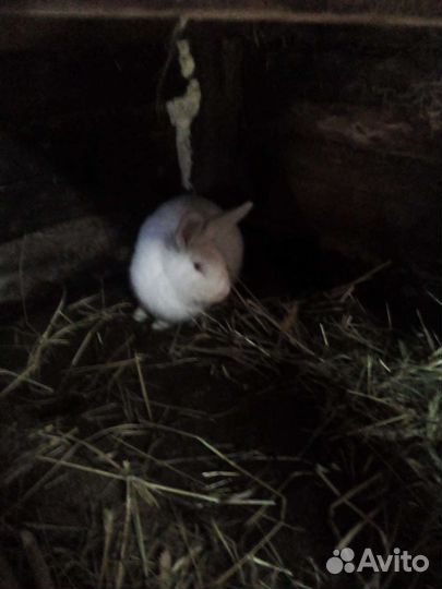 Животные и птица