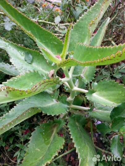 Алоэ- вера. каланхоэ