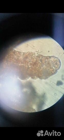 Водяной медведь (тихоходка)