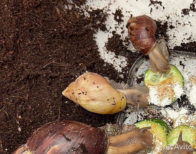 Улитки ахатины