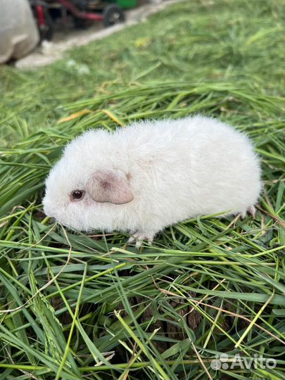 Морская свинка